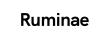 RUMINAE
